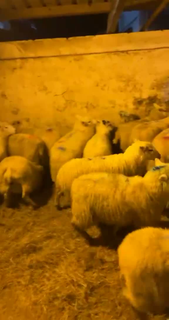 Sheep on North East pasture — where our locally sourced meat begins